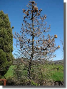 Arbre brûlé